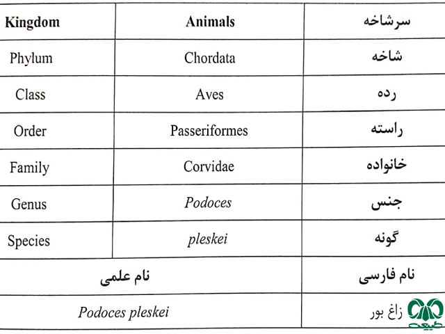 طبقه‎بندی 